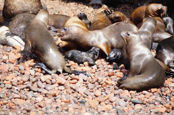 A South American Sea Lion colony with pups
