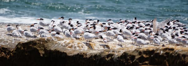A dense flock of terns on a rock by the surf