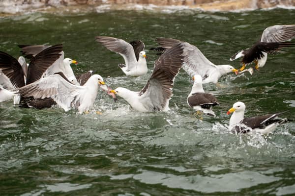 Gulls squabbling over fish at the surface