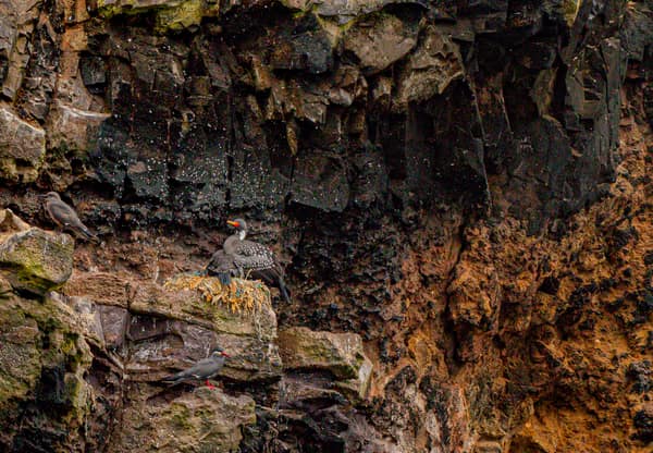 A Red-legged Cormorant on a guano-streaked cliff