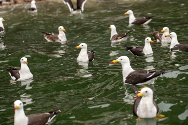A raft of gulls on the water at Pucusana