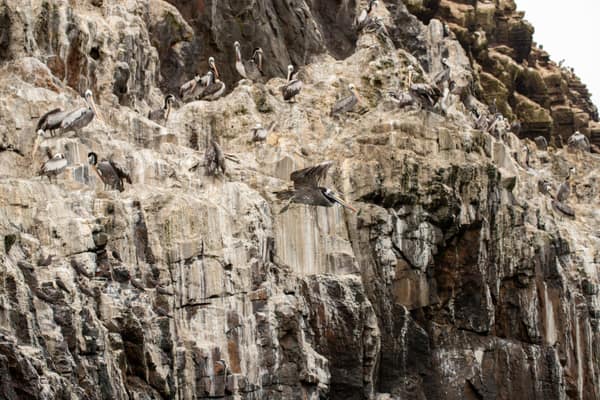 A Peruvian Pelican flying past a cliff colony
