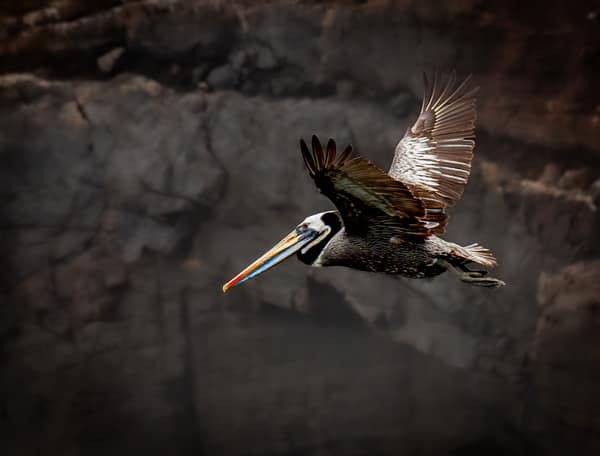 A Peruvian Pelican in flight along the cliffs