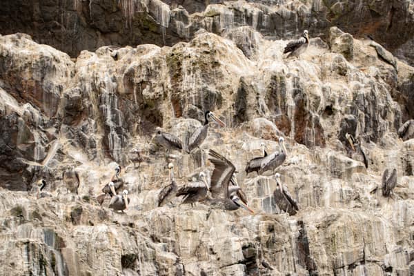 Peruvian Pelicans on a guano-covered cliff