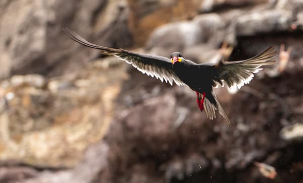 An Inca Tern in flight toward the cliffs