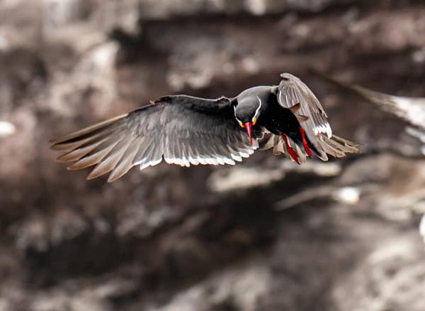 An Inca Tern banking in flight