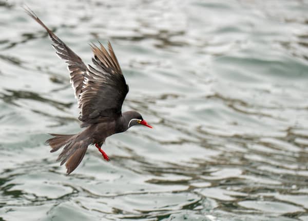An Inca Tern lifting off the water