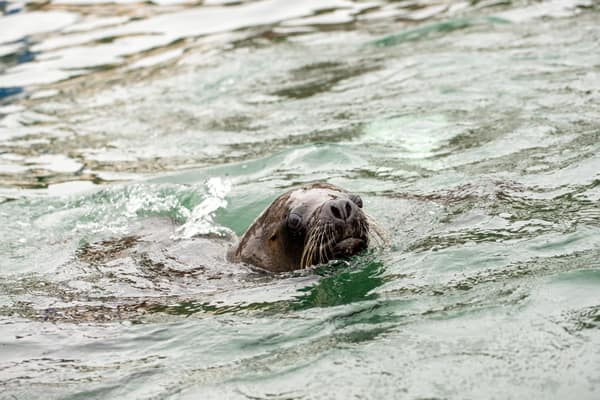 A South American Sea Lion swimming