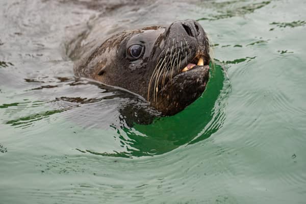 Close-up of a South American Sea Lion in the water