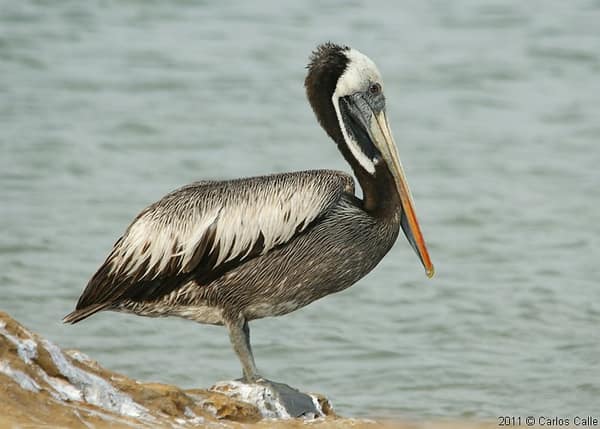 A Peruvian Pelican on a rock
