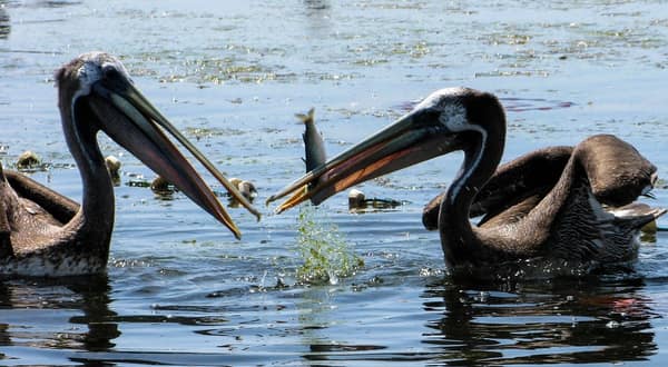 Peruvian Pelicans feeding on a fish