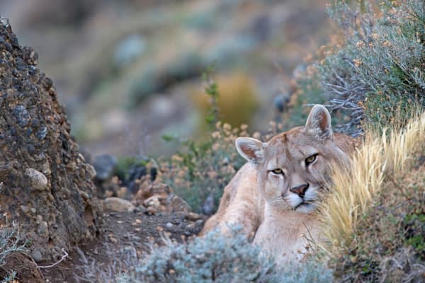 A wild puma resting among the rocks of the Patagonian steppe