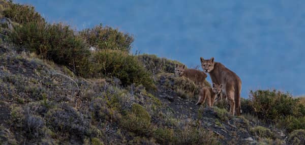 A puma mother with two cubs on a hillside above a lake