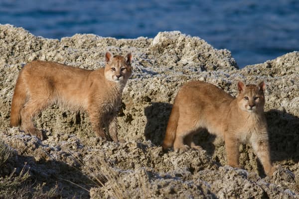 Two puma cubs on the rocks at the water's edge
