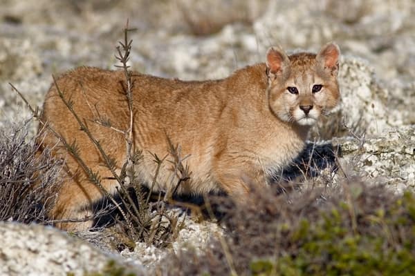 A young puma moving through the low Patagonian scrub