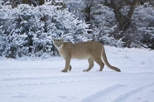 A puma walking across fresh snow in Torres del Paine