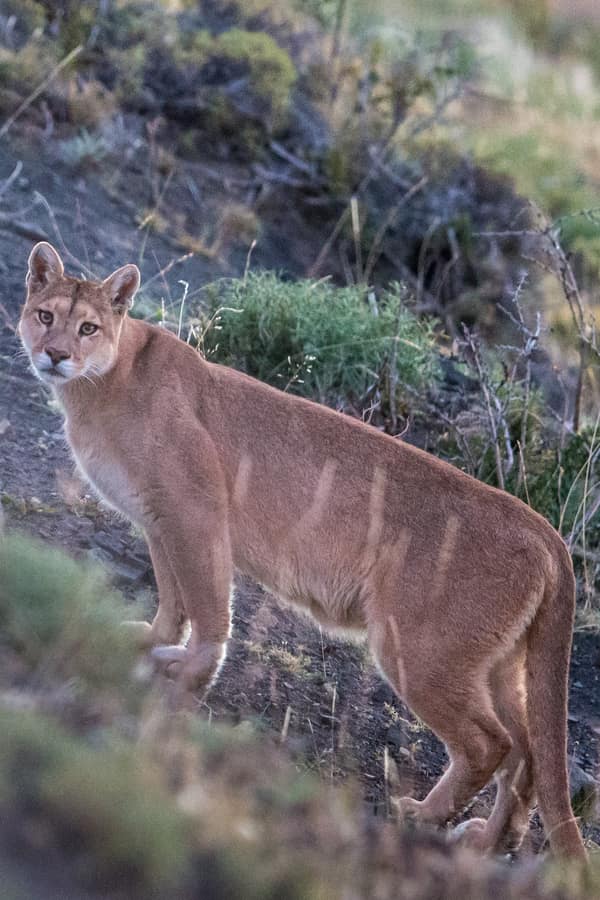 A puma on a hillside in golden evening light, looking back