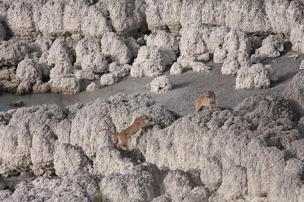 Two pumas among the eroded rock formations by the water