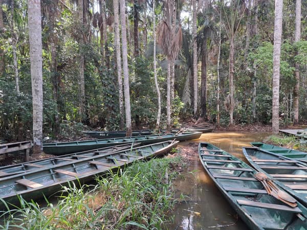 Dugout canoes moored at the edge of the flooded forest