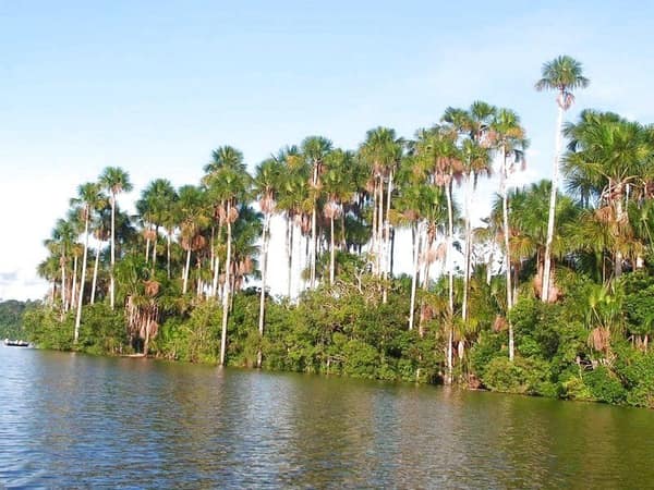 Mauritia palms lining the shore of Sandoval Lake