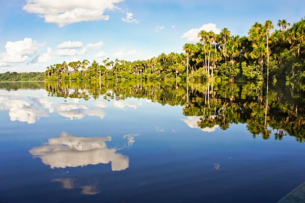 Palms reflected in the still water of Sandoval Lake