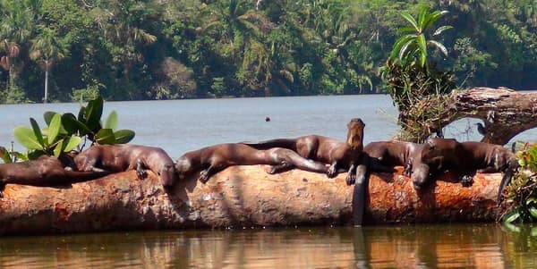 A family of Giant Otters resting on a log