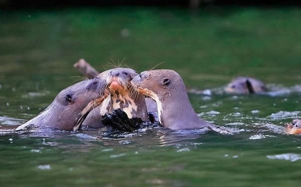Giant Otters feeding on a fish