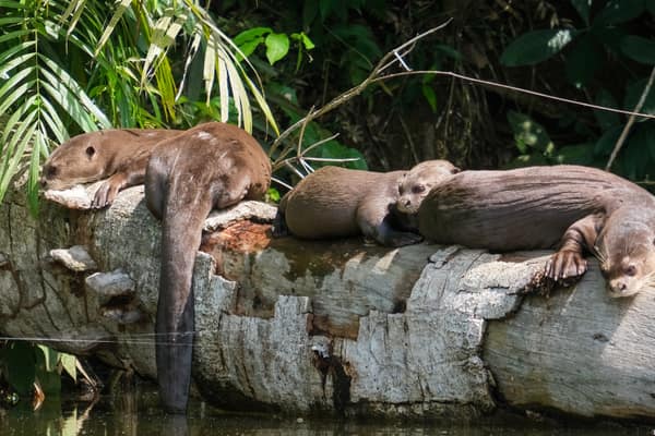 Giant Otters hauled out on a log