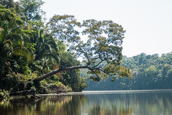 A leaning tree over the waters of Sandoval Lake