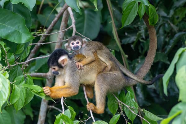 A Squirrel Monkey carrying its young