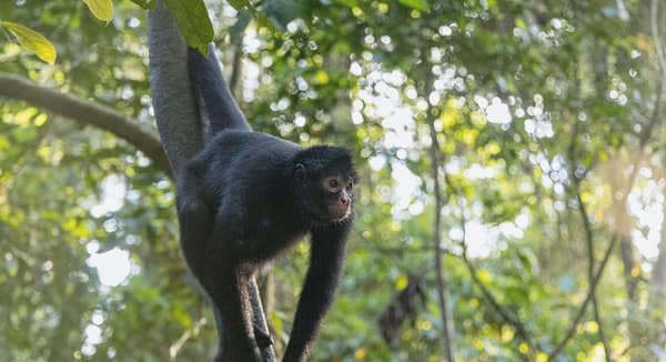 A Black Spider Monkey hanging in the canopy