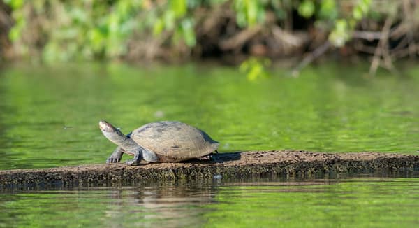 A side-necked turtle basking on a log
