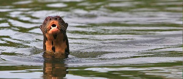 A Giant Otter raising its head above the water