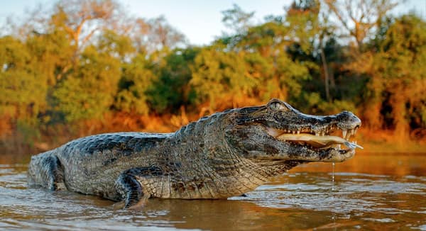 A Black Caiman at the water's edge