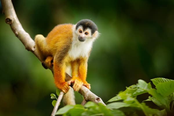 A Squirrel Monkey perched on a branch