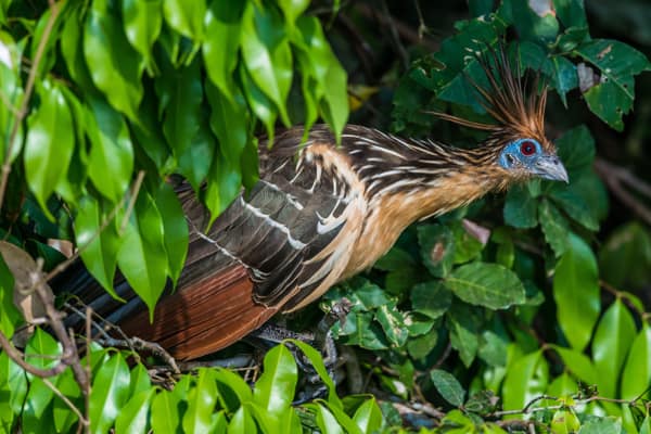 A Hoatzin perched in the lakeside foliage