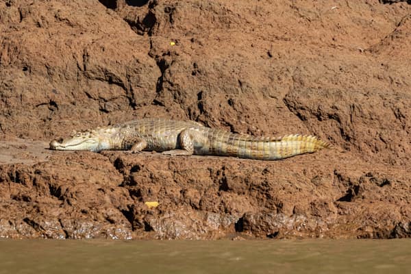 A caiman basking on a riverbank