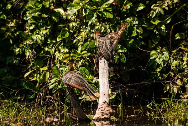 Hoatzins perched at the water's edge