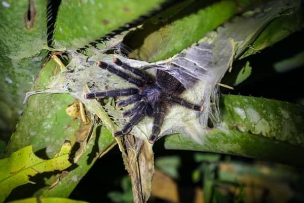 A tarantula in its web on a bromeliad