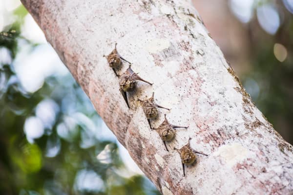 Proboscis bats roosting on a tree trunk