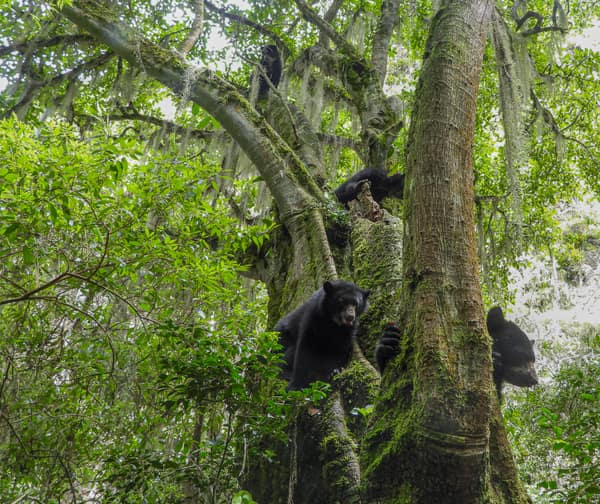 A wild Spectacled Bear in the Ecuadorian cloud forest