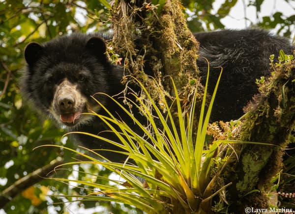 A wild Spectacled Bear in the Ecuadorian cloud forest