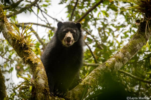 A wild Spectacled Bear in the Ecuadorian cloud forest