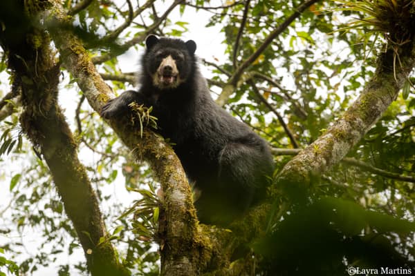 A wild Spectacled Bear in the Ecuadorian cloud forest