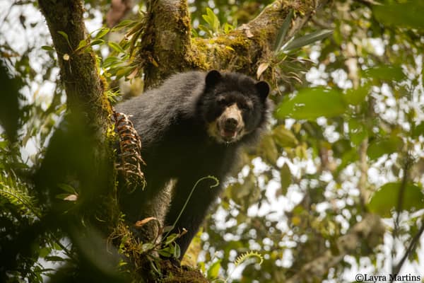 A wild Spectacled Bear in the Ecuadorian cloud forest