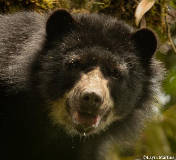 A wild Spectacled Bear in the Ecuadorian cloud forest