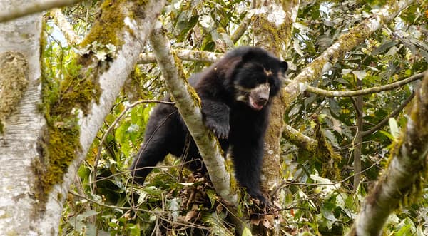 A wild Spectacled Bear in the Ecuadorian cloud forest