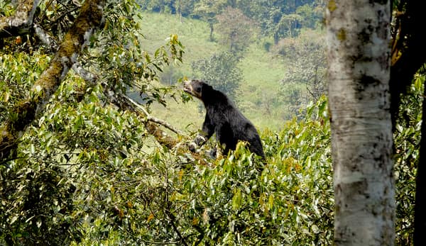 A wild Spectacled Bear in the Ecuadorian cloud forest