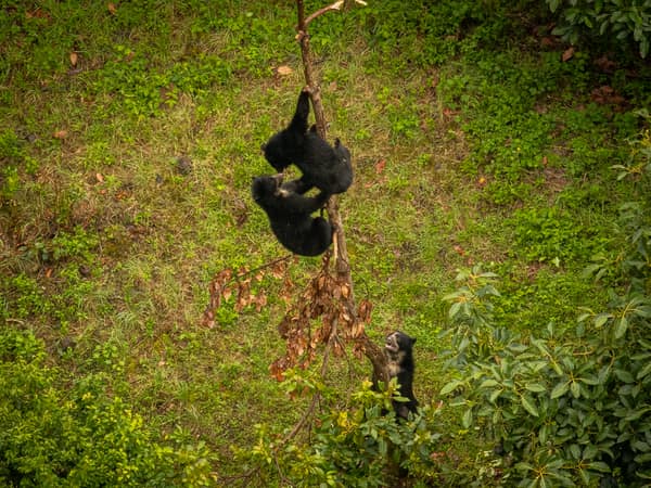 A wild Spectacled Bear in the Ecuadorian cloud forest