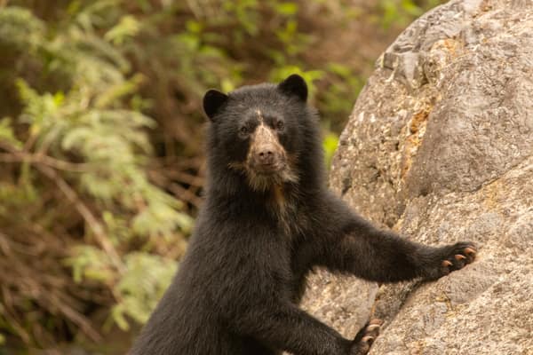 A wild Spectacled Bear in the Ecuadorian cloud forest
